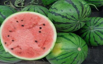 种西瓜的作文最新8篇