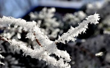 雪的读后感500字通用7篇