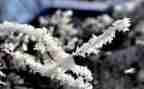 雪的读后感500字通用7篇