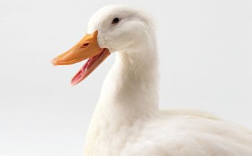 丑小鸭故事的读后感优质8篇