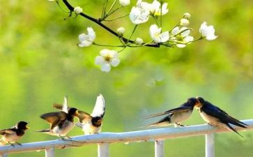 《燕子》读后感7篇