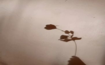 影子科学活动教案5篇