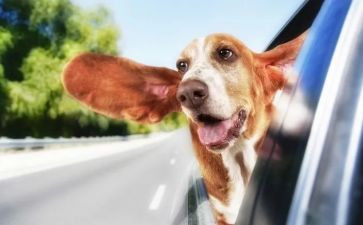 大班数学有趣的对称教案5篇