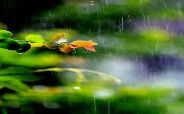 下雨时的我作文8篇
