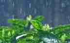春天的雨演讲稿推荐8篇