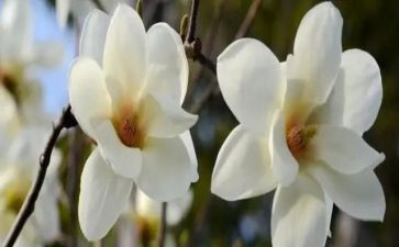 玉兰花优秀作文7篇