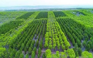 村植树造林工作总结6篇