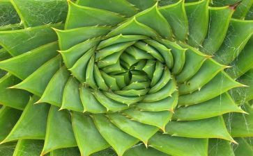 画植物的教案优秀7篇