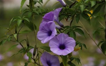 养植物作文400字作文最新5篇