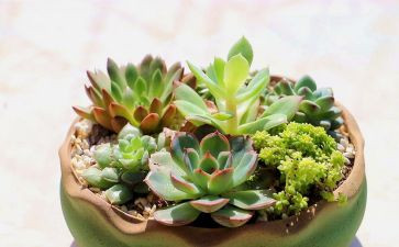 小学写植物的作文5篇