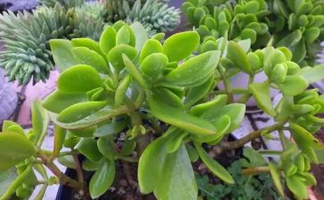 描写植物的作文模板6篇
