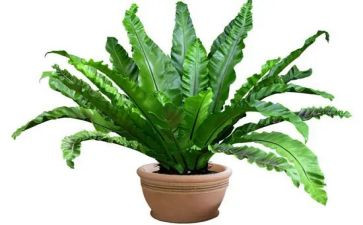 植物的节作文通用7篇