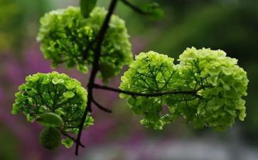 养植物作文600字作文优秀6篇