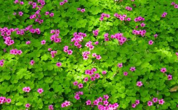 养植物作文400字作文通用7篇