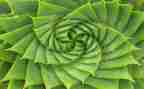 画植物的教案优秀7篇