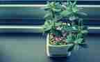 写春天的植物作文6篇