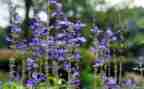 植物节作文300字8篇