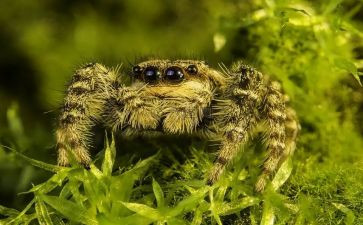 《蜘蛛》作文通用8篇