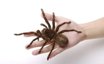 《蜘蛛》作文8篇