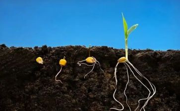 人是一粒种子作文7篇