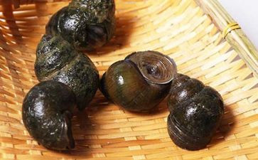 抓螺蛳作文5篇