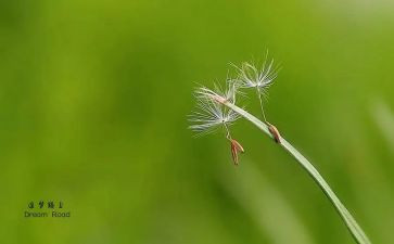 少年追梦的演讲稿7篇